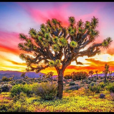 Desert Dreamer Yucca Valley Exteriör bild