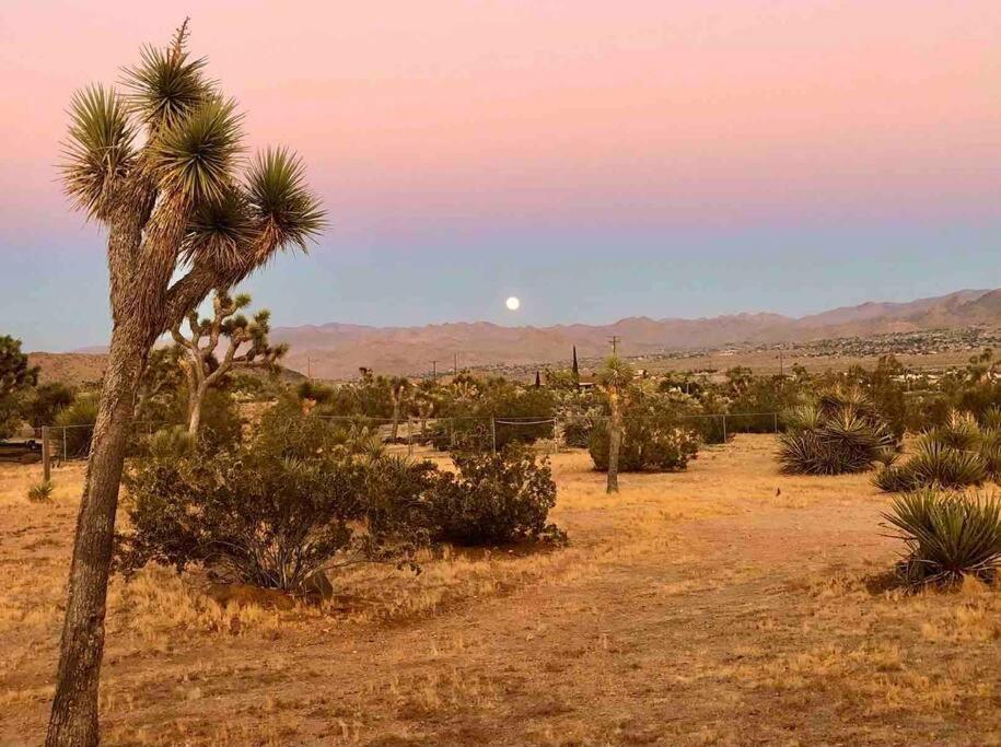 Desert Dreamer Yucca Valley Exteriör bild