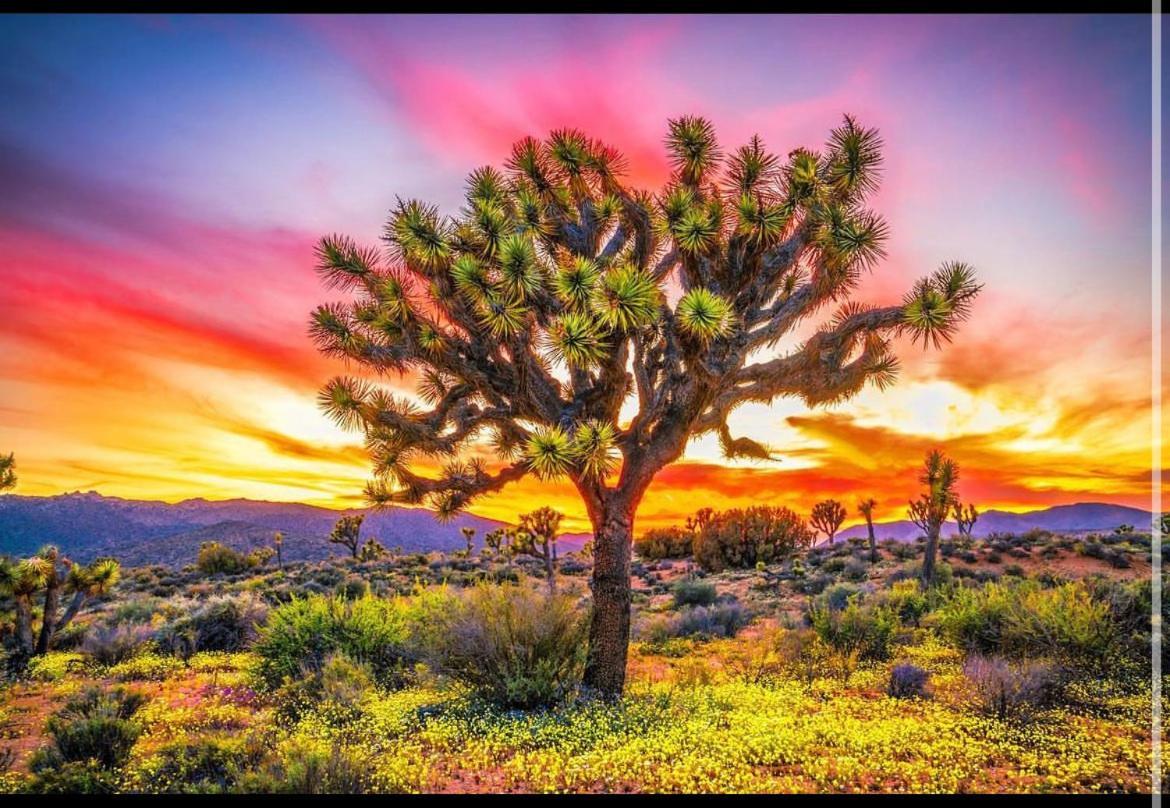 Desert Dreamer Yucca Valley Exteriör bild